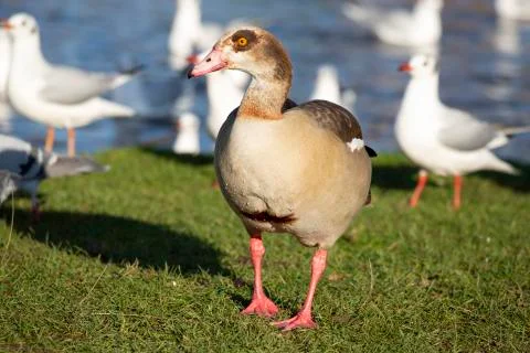 British Duck Stock Photos