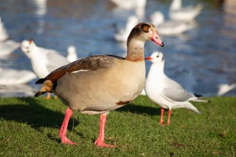 British Ducks Stock Photos