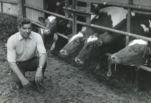 British farmer with herd Fotos Stock