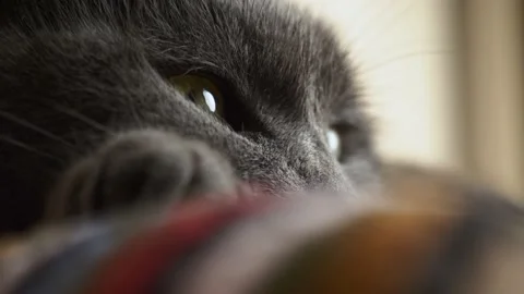 British Fold cat eye macro closeup Stock Footage 237474086