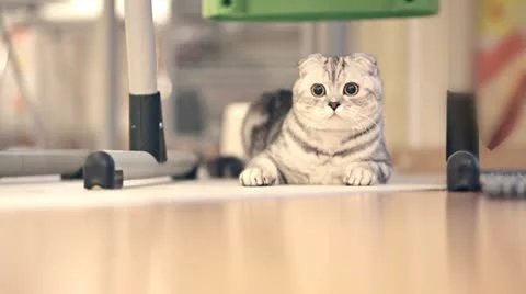 British fold cat Stock Footage 10593828