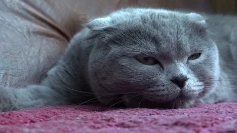 British Fold Cat Video stock 100064386