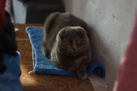 British fold cat Stockfoto's