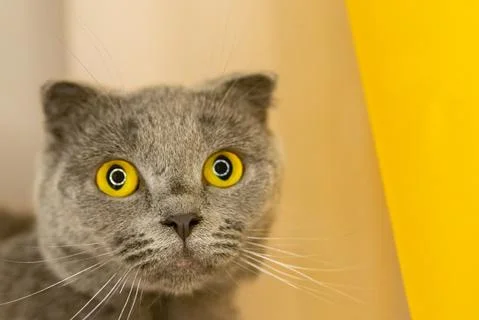 British fold cat Stock Photos