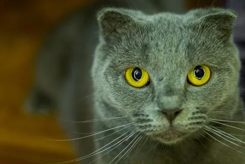 British fold cat Stock Photos
