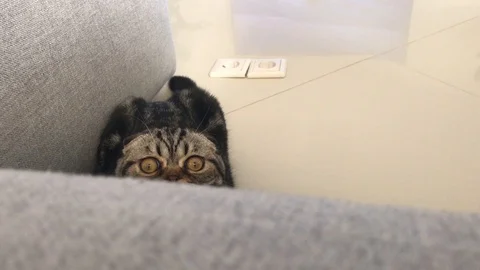 British fold cat sitting on the floor Stock Footage 119275752