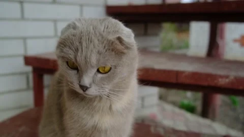 British fold cat sniffs you and licks itself Stock Footage 190999808