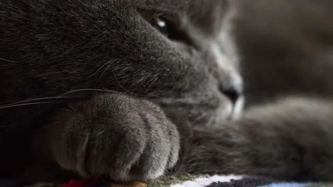 British Fold cat trying to sleep macro closeup Stock Footage 237473767