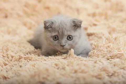 British Fold Kitten Фото