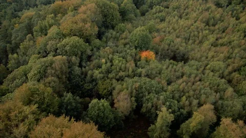 British forest at dusk with single red tree aerial view Stock Footage 119069020
