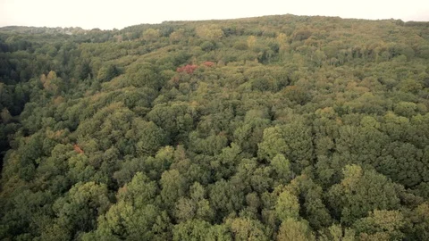 British forest at dusk in summer beautiful aerial view Stock Footage 118264140
