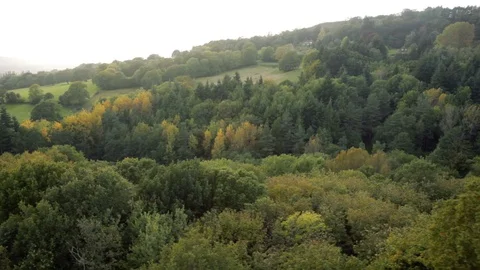 British forest at dusk in summer low aerial view Stock Footage 118264159
