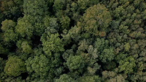 British forest in full leaf during summer aerial top down view v2 Stock Footage 118264898
