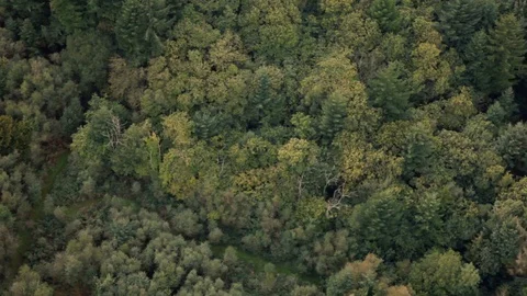 British forest in full leaf during summer aerial top down view Stock Footage 118264924