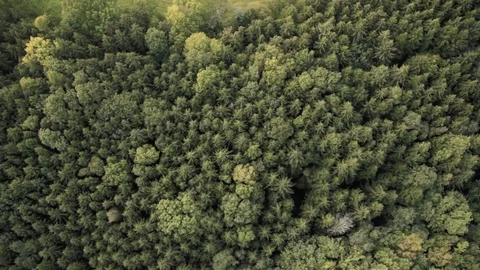 British forest in summer top down aerial view Stock Footage 118264123