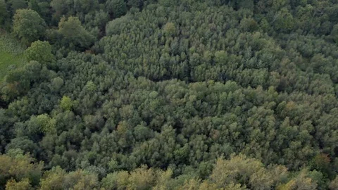 British forest top down rolling aerial view Stock Footage 118264973