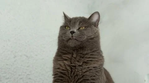 British funny expression face portrait animal photography concept with rustic Stock Photos