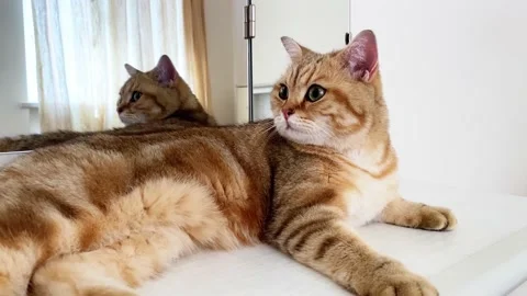 British ginger cat lying on at mirror in room. Stock Footage 219453597