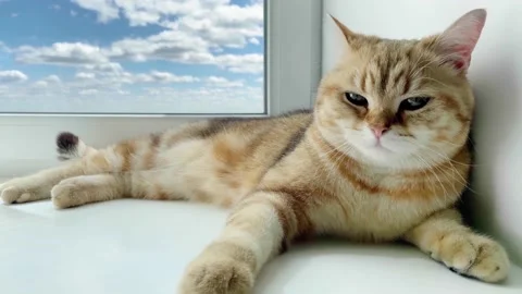 British ginger cat lying on windowsill and waiting owners Stock Footage 194985226