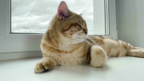 British ginger cat lying on windowsill, yawning Stock Footage 195196994