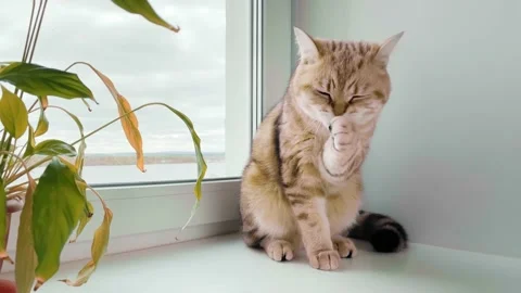 British ginger cat sitting on windowsill and washing itself. 動画素材 195071863