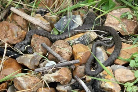 British grass snake. Stock Photos