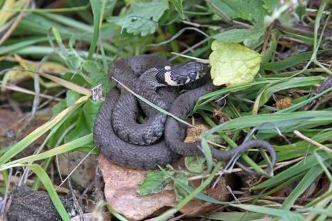 British grass snake. Stock Photos
