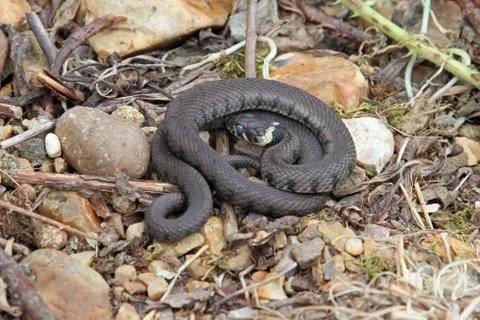 British grass snake. Stock Photos