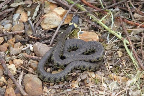British grass snake. Stock Photos