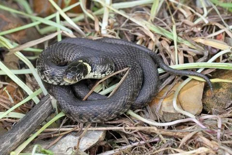 British grass snake. Stock Photos