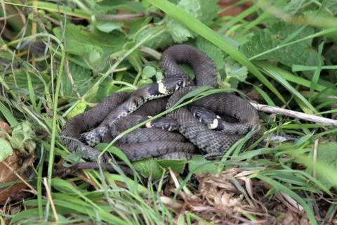 British grass snakes Stock Photos