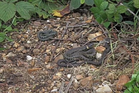 British grass snakes Stock Photos
