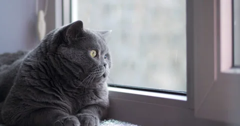 British gray cat with big eyes lying on the window sill and watching the snow Stock Footage 307314500