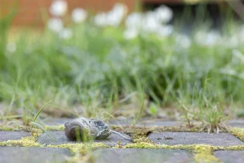 British gray cat caught mouse while hunting outdoors, close-up. Stock Photos