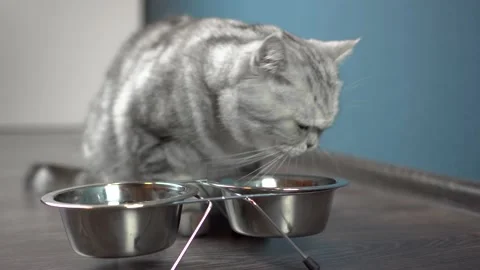 British gray cat eats dry food from a metal bowl. Hungry cat eats. Stock Footage 226265569