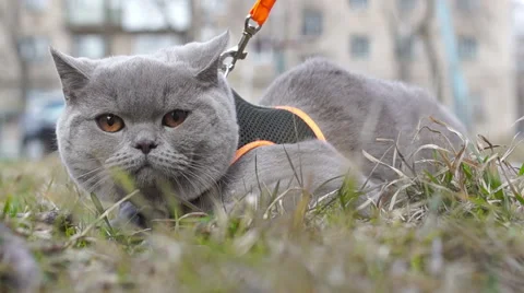 British gray cat for the first time on the street for a walk (3) Video stock 49070458