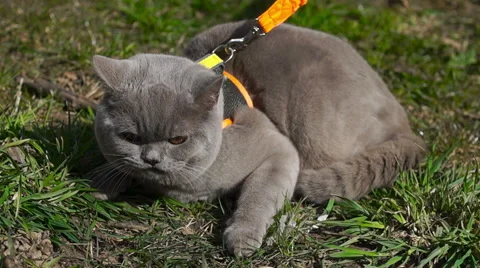 British gray cat for the first time on the street for a walk (4) 库存影片 49070472