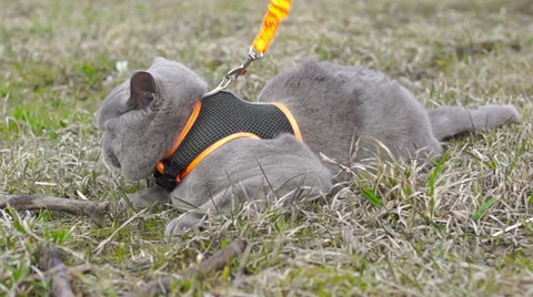 British gray cat for the first time on the street for a walk (2) Stock Footage 49070475
