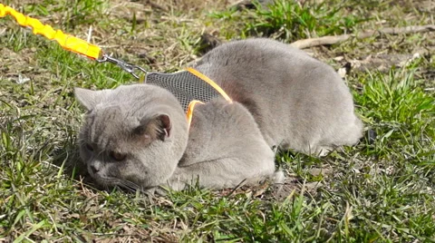 British gray cat for the first time on the street for a walk (1) Video stock 49070487