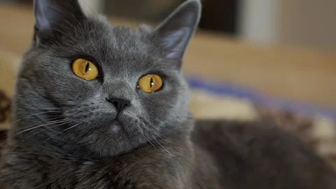 British gray cat lies on the bed. Stock Footage 140352332