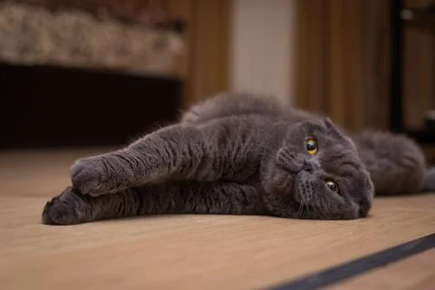 British gray cat lying on his back. Stock Photos