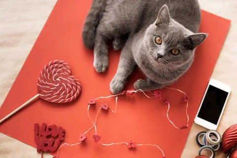 British gray cat lying on the table with lollipop, phone, garland Stock-Fotos