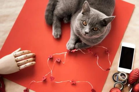 British gray cat lying on the table with lollipop, phone, garland Stock Photos
