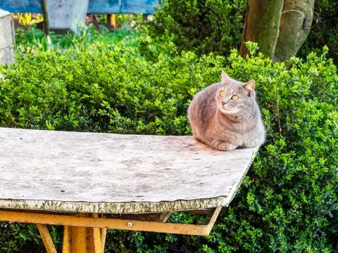 British gray cat on old table in green backyard Stock Photos