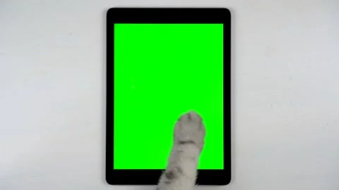 British gray cat paw taps on the screen of the tablet. The cat is using a tablet Stock Footage 219283844