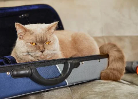 British gray cat sits in a case for violin, place for text Stock Photos