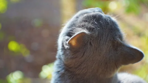 British gray cat sitting on the grass. Stock Footage 107818426