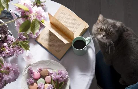 British gray cat sitting at the table drinking coffee, As,Belgium, May 5, 2021 Stock Photos