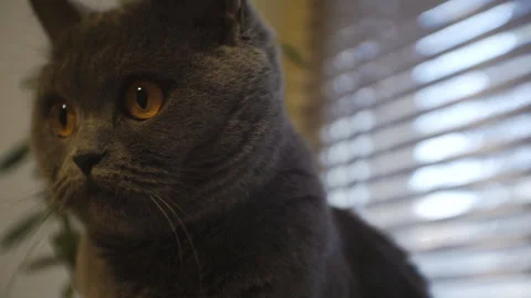 British gray cat is sitting by the window. Stock Footage 123626812