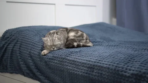 British gray cat sleeps on the bed in the bedroom. The domestic cat is resting. Stock Footage 168205501
